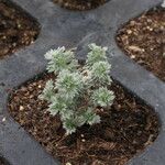 Artemisia schmidtiana Habitus