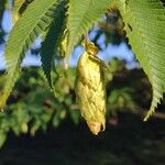 Carpinus japonica ഫലം