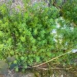 Galium divaricatum 葉