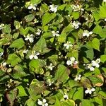 Houttuynia cordata ശീലം