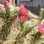 Cylindropuntia imbricata Kôra