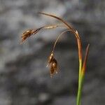 Carex capillaris Ffrwyth