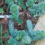 Kalanchoe marnieriana Leaf