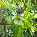 Viola arvensisFlower