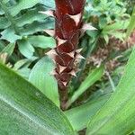 Pitcairnia atrorubens Otro