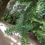 Abies numidica ഇല