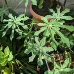 Manihot grahamii Leaf