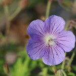 Geranium himalayense Квітка