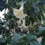 Brugmansia versicolor Blomst