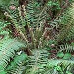 Polystichum munitumLeaf