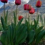 Tulipa raddii Natur