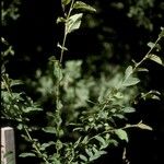 Nothofagus alpina Hábito