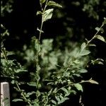 Nothofagus alpina ശീലം