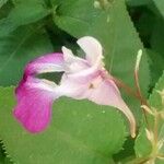 Impatiens balfourii Цвят