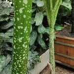 Amorphophallus titanum Bark