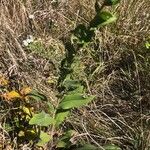 Solidago rigida Folla