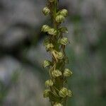 Orchis anthropophora 樹皮