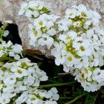 Hornungia alpina Blomst