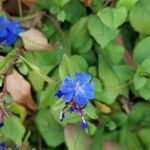 Ceratostigma plumbaginoidesFlower