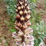 Orobanche crenata Flor
