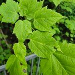 Acer spicatum برگ