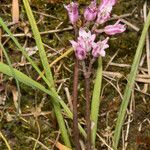 Brimeura fastigiata 整株植物