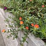 Portulaca umbraticolaফুল