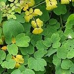 Thalictrum delavayi Ліст