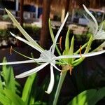 Hymenocallis fragrans Лист