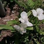 Tradescantia × andersoniana Flower