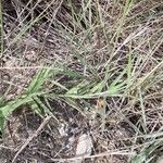 Danthonia decumbens List
