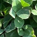 Trifolium repens Blatt