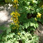 Pseudo-fumaria lutea Flower