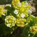 Honckenya peploides 花