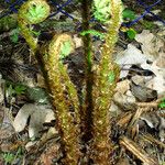 Polystichum braunii Libunga