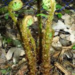 Polystichum braunii Συνήθη χαρακτηριστικά