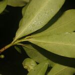 Myrsine pellucidopunctata ഇല