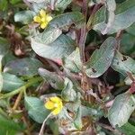 Ludwigia hyssopifolia पत्ता