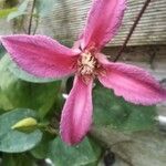 Clematis texensis Flower
