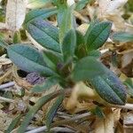 Helianthemum oelandicum Blad