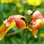 Tulipa raddii その他の提案