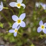 Houstonia caerulea പുഷ്പം