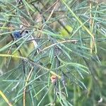 Asparagus umbellatus Leaf