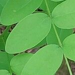 Lathyrus niger Hoja