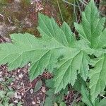 Echinops exaltatus Leaf