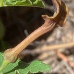 Aristolochia pistolochia Blomst