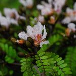 Tessmannia anomala Flor