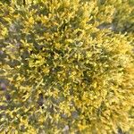 Gutierrezia microcephala Blomma