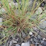 Achnatherum calamagrostis Blatt