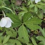 Anemonoides sylvestris Leaf